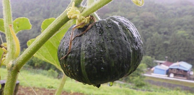 04 年07月27日 日 カボチャの植え付け 夏野菜の収穫